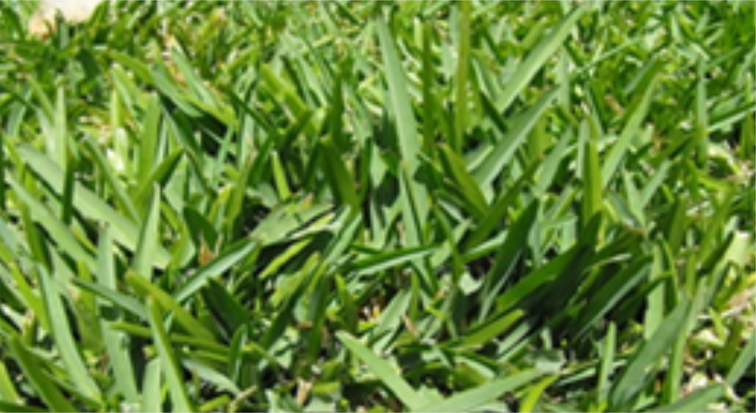 Berea-Grass-scaled