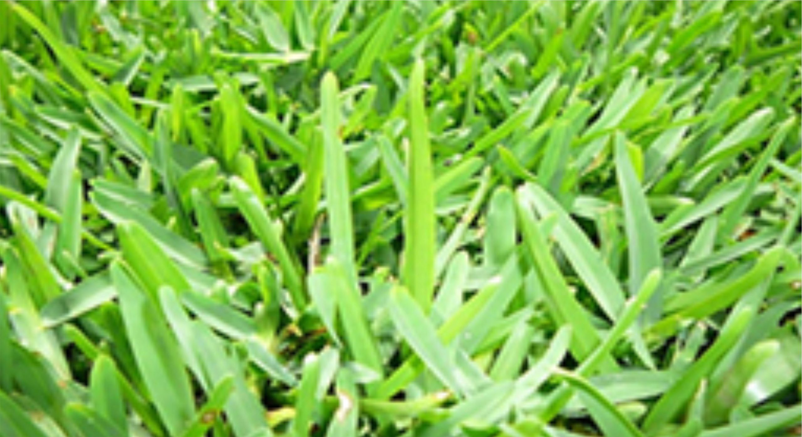 Buffalo-Grass-scaled